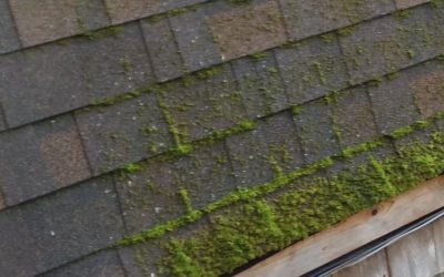 How to Remove Algae/Mold from the Roof?