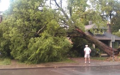 Things to Do When a Tree Falls on House Roof